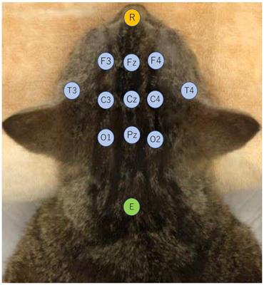 Investigation of the effect and availability of ketamine on electroencephalography in cats with temporal lobe epilepsy